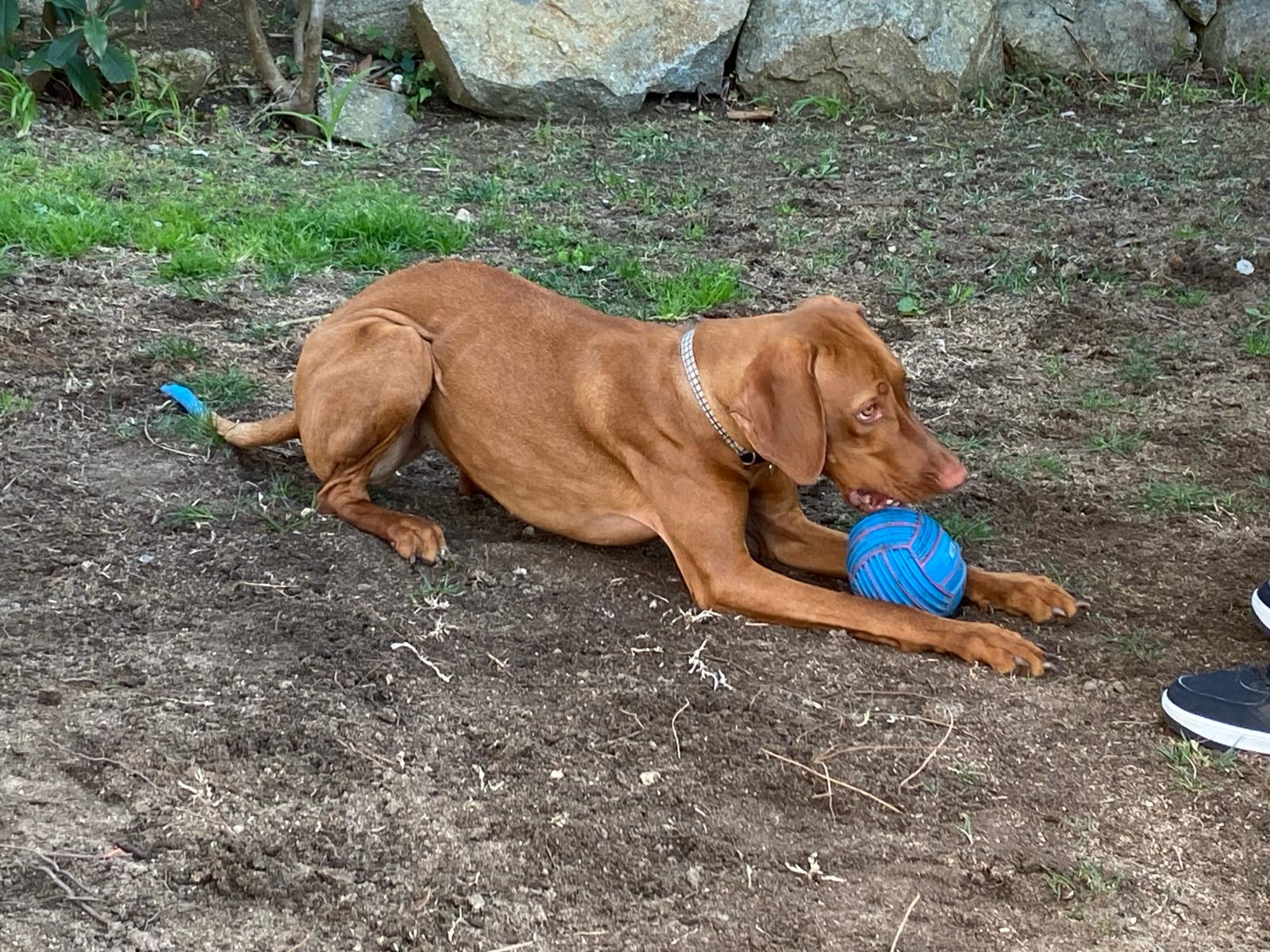 Braco húngaro tumbado y tranquilo con su pelota azul