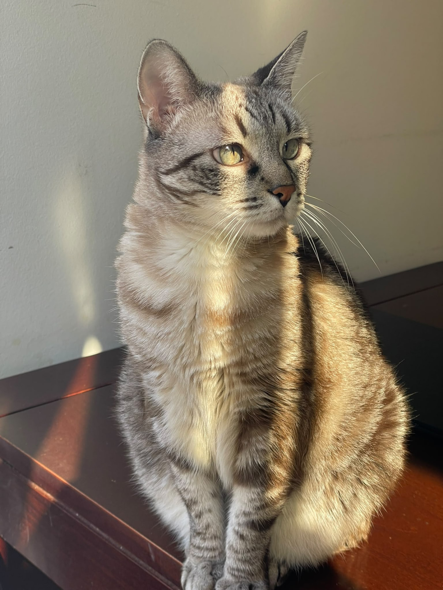 Elsa sentada tranquila al sol, mirando a un lado