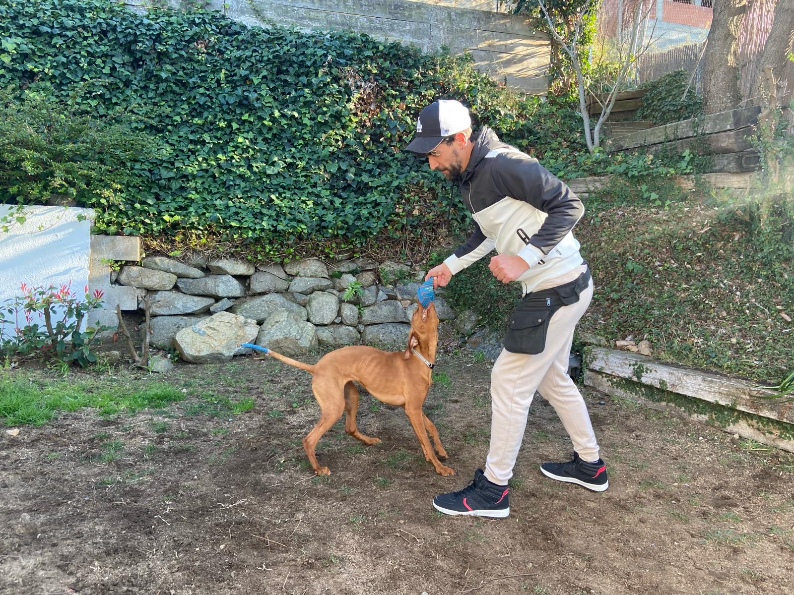David jugando al tira y afloja con un perro joven en un jardín