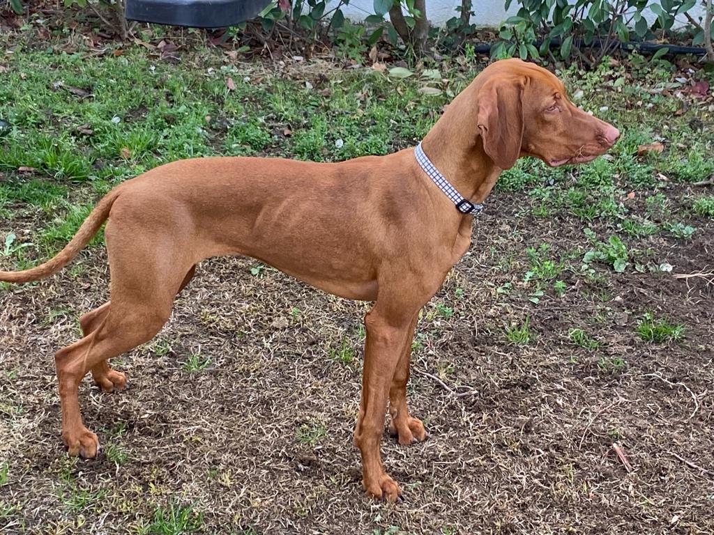 Perro de pie, de perfil, observando