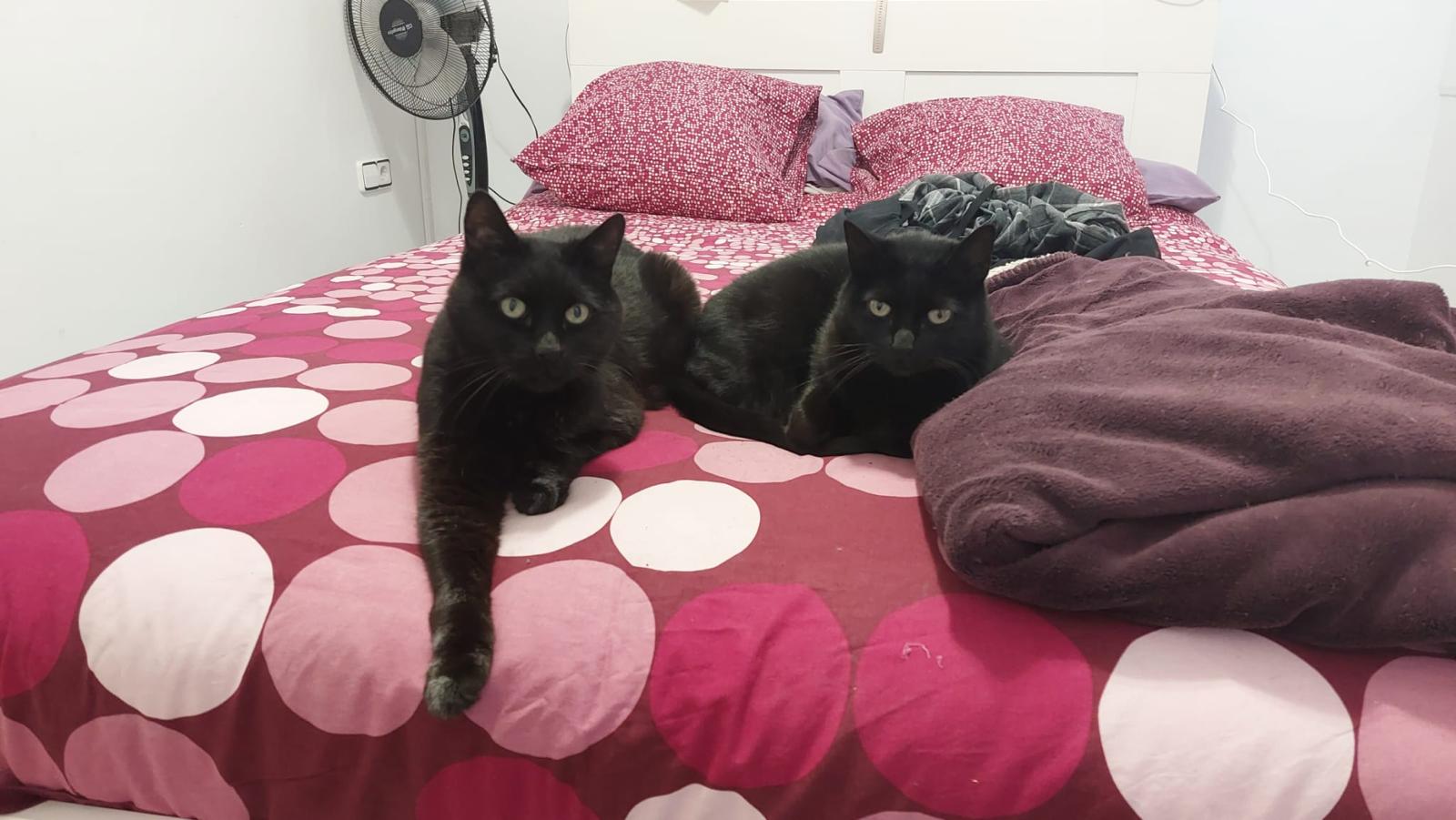 Dos gatos negros descansando relajados sobre una cama