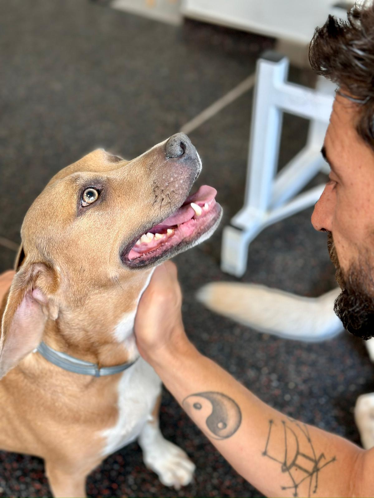 DavidHappyPet