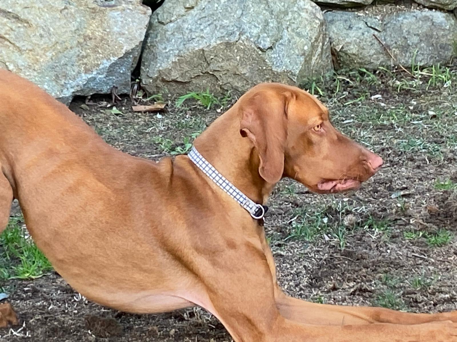 Perro estirándose con el pecho bajo y las patas delanteras extendidas