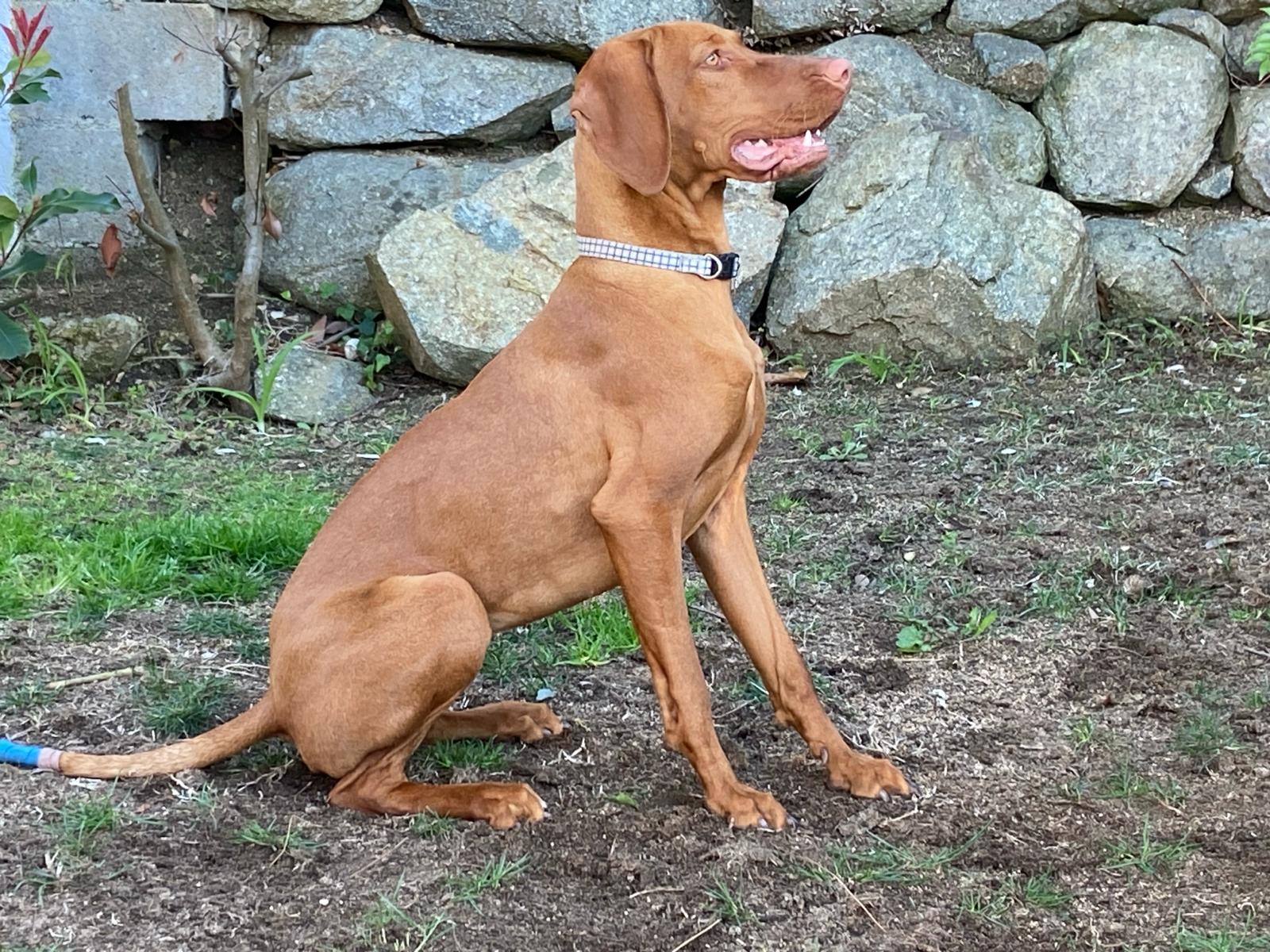 Perro sentado, atento y con la boca relajada