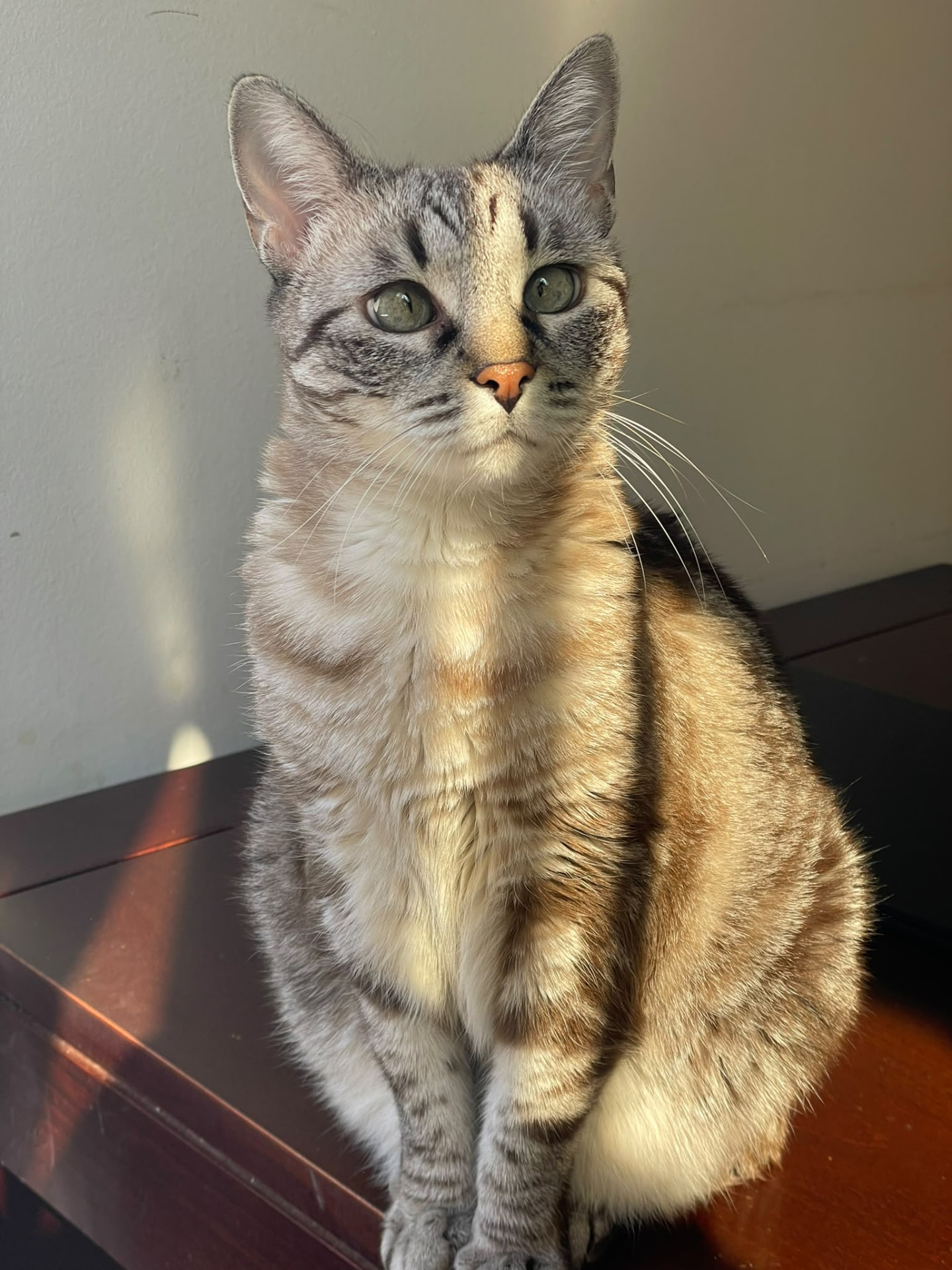 Elsa, gata atigrada gris, sentada al sol mirando a cámara